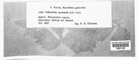 Urocystis ranunculi image